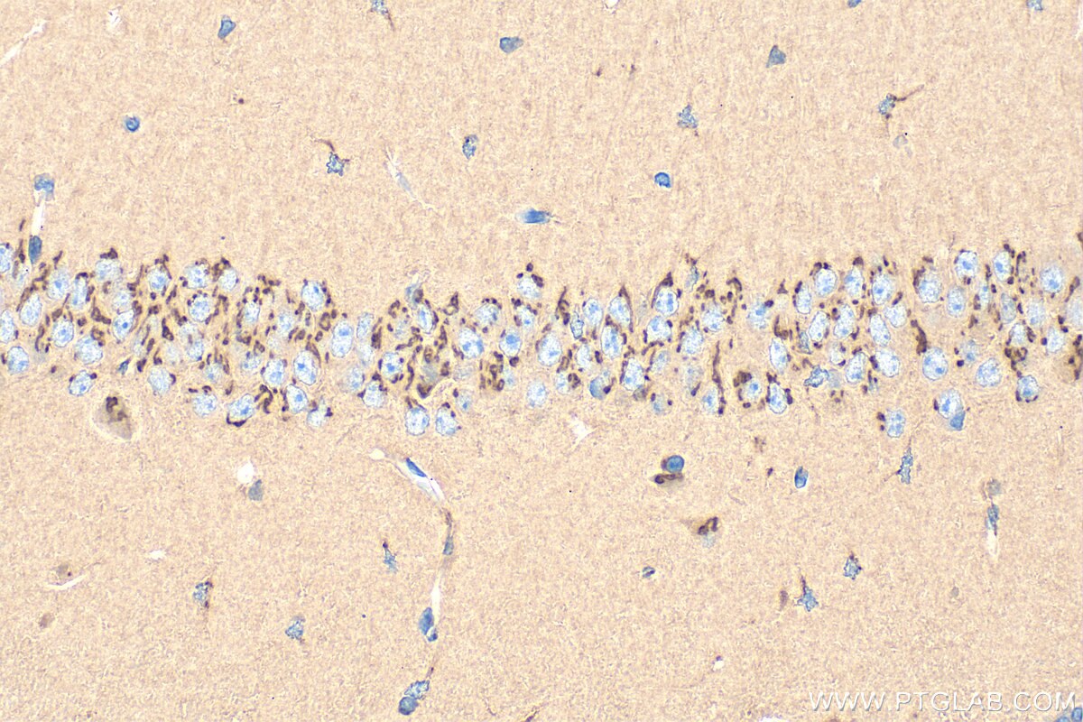 Immunohistochemistry (IHC) staining of mouse brain tissue using GLG1 Polyclonal antibody (34250-1-AP)