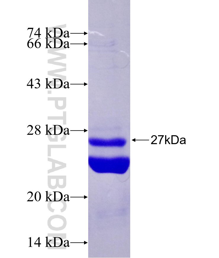 GLG1 fusion protein Ag26674 SDS-PAGE