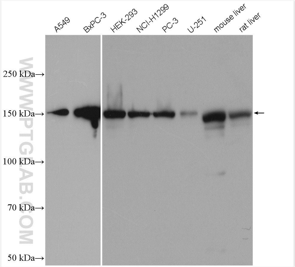 Western Blot (WB) analysis of various lysates using GLI1 Monoclonal antibody (66905-1-Ig)