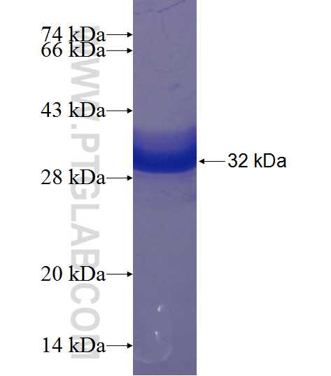 GLI1 fusion protein Ag22962 SDS-PAGE