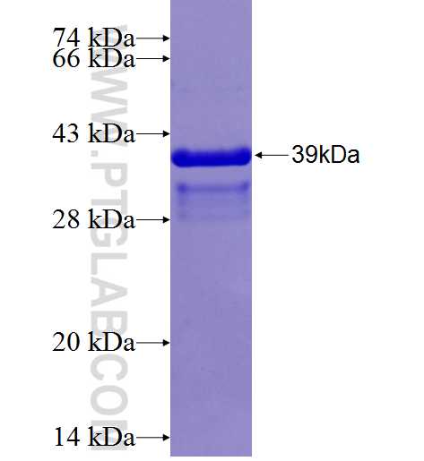 GLI1 fusion protein Ag24731 SDS-PAGE