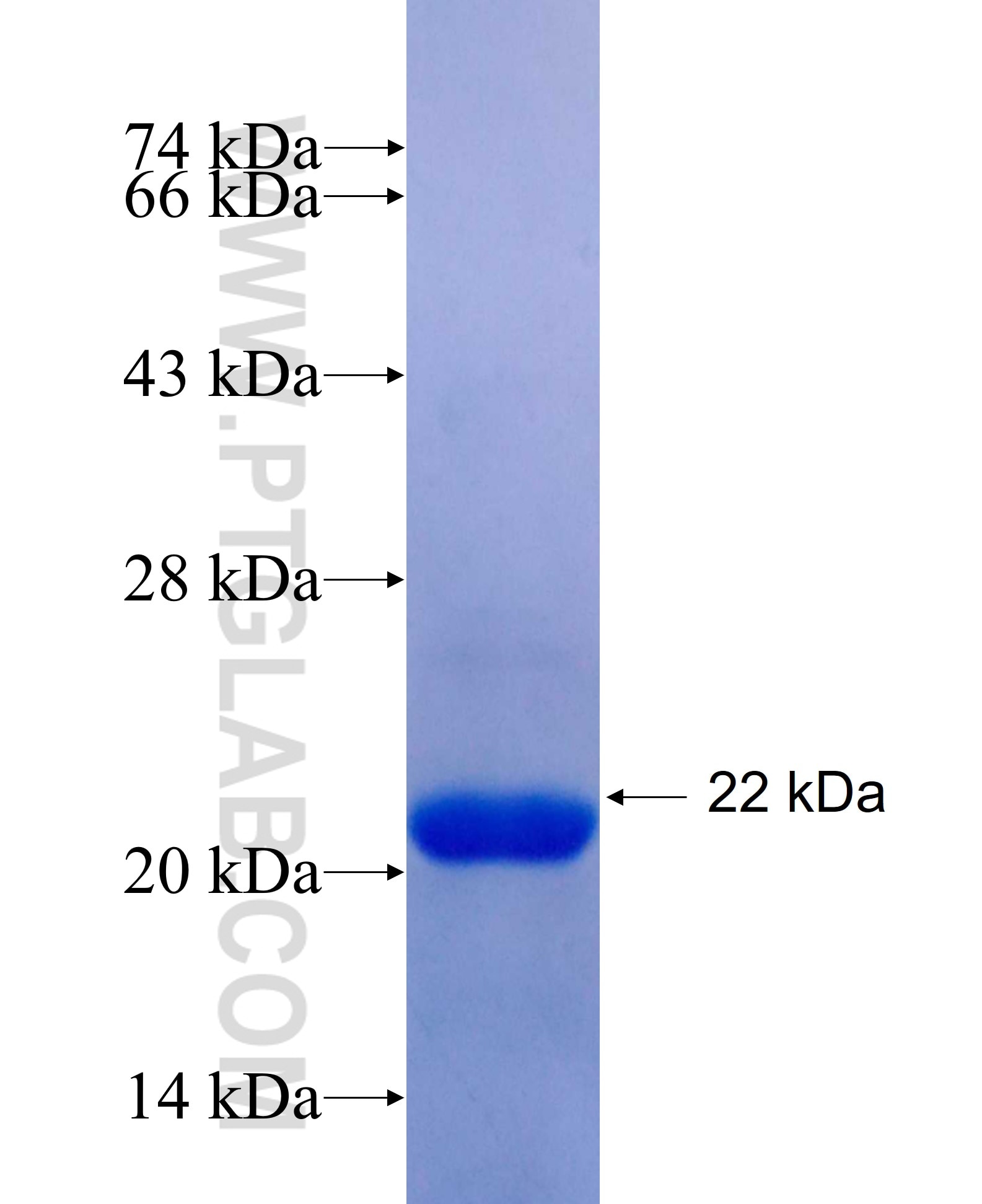 GLI1 fusion protein Ag24738 SDS-PAGE