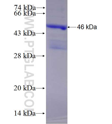 GLI1 fusion protein Ag27816 SDS-PAGE