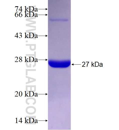 GLI1 fusion protein Ag27832 SDS-PAGE