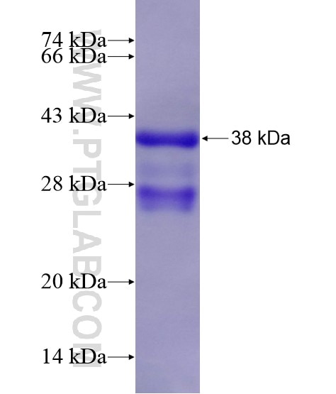 GLI3 fusion protein Ag28472 SDS-PAGE
