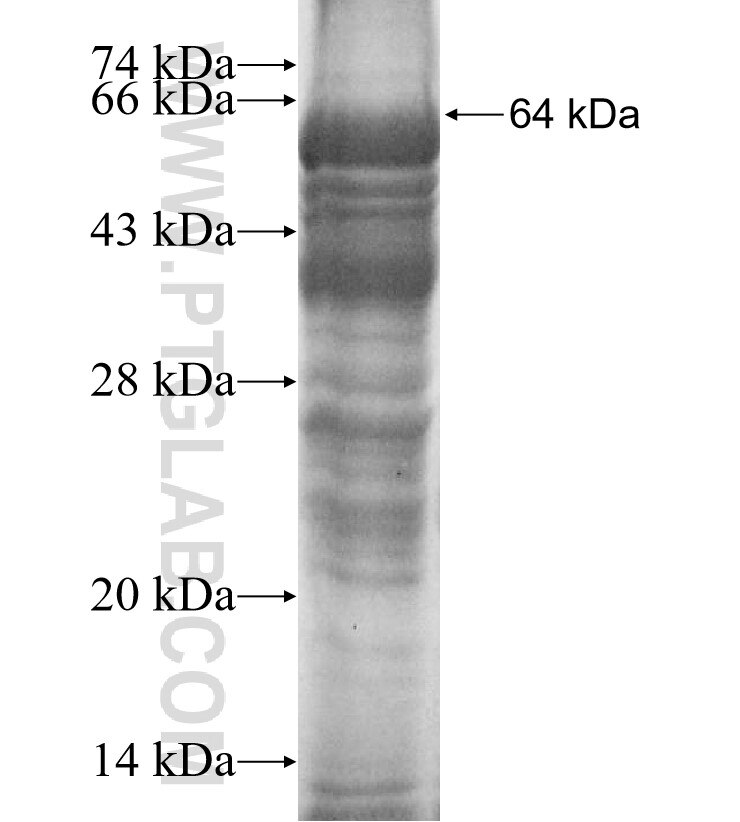 GLI4 fusion protein Ag9497 SDS-PAGE