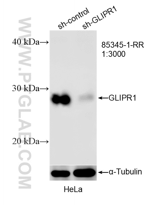 WB result of GLIPR1 antibody (85345-1-RR; 1:3000; incubated at room temperature for 1.5 hours) with sh-Control and sh-GLIPR1 transfected HeLa cells. Western Blot (WB) analysis of HeLa cells using GLIPR1 Recombinant monoclonal antibody (85345-1-RR)
