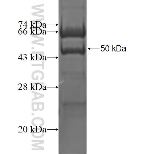 GLIPR1 fusion protein Ag3205 SDS-PAGE