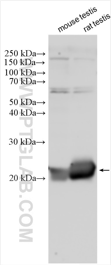 Western Blot (WB) analysis of various lysates using GLIPR1L1 Polyclonal antibody (20828-1-AP)