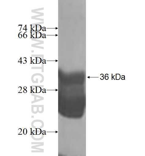 GLIPR2 fusion protein Ag9725 SDS-PAGE