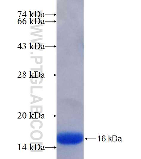 GLIPR2 fusion protein Ag9947 SDS-PAGE