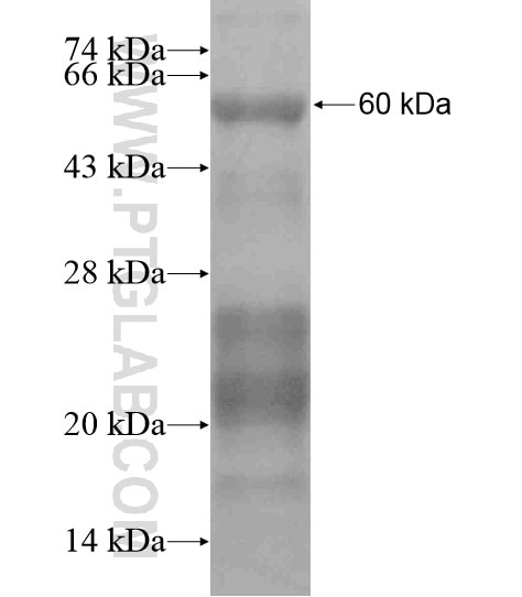 GLIS1 fusion protein Ag19214 SDS-PAGE