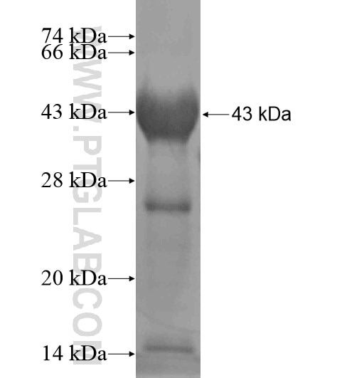 GLIS1 fusion protein Ag19260 SDS-PAGE