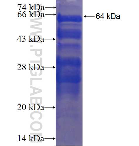 GLIS3 fusion protein Ag3366 SDS-PAGE