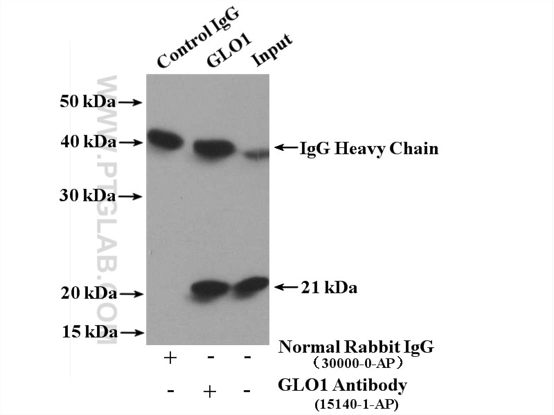 Immunoprecipitation (IP) experiment of HepG2 cells using GLO1 Polyclonal antibody (15140-1-AP)
