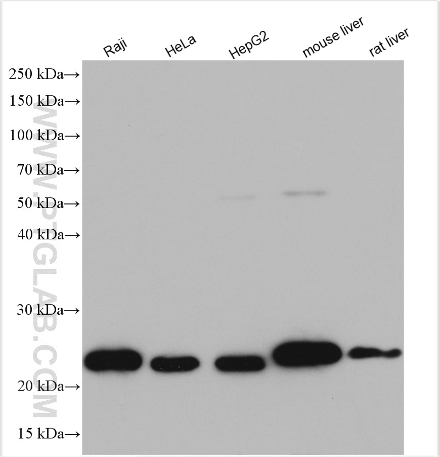 Western Blot (WB) analysis of various lysates using GLO1 Polyclonal antibody (15140-1-AP)