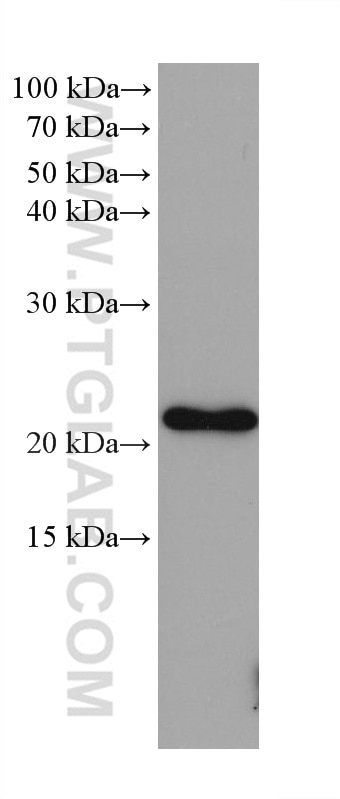 Western Blot (WB) analysis of LNCaP cells using GLO1 Monoclonal antibody (68242-1-Ig)