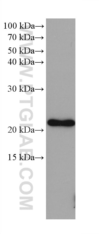 WB analysis of LNCaP using 68242-1-Ig
