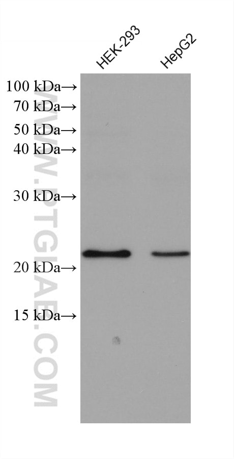Western Blot (WB) analysis of various lysates using GLO1 Monoclonal antibody (68242-1-Ig)