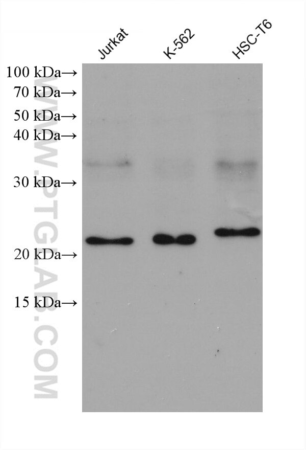 Western Blot (WB) analysis of various lysates using GLO1 Monoclonal antibody (68242-1-Ig)