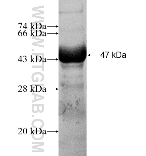 GLO1 fusion protein Ag13386 SDS-PAGE