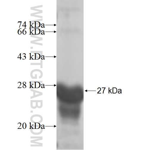 GLO1 fusion protein Ag7314 SDS-PAGE