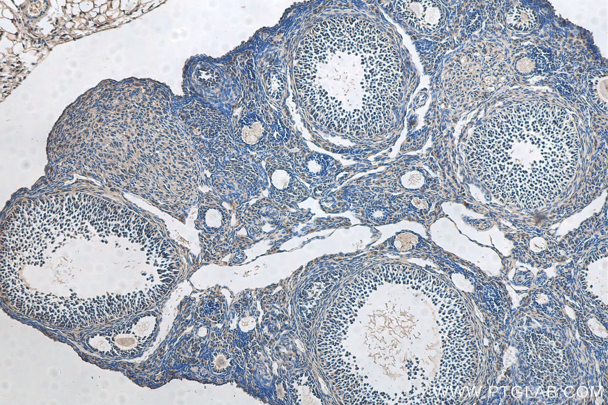 Immunohistochemistry (IHC) staining of mouse ovary tissue using GLOD4 Polyclonal antibody (16788-1-AP)