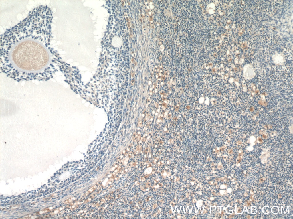 Immunohistochemistry (IHC) staining of human ovary tissue using GLOD4 Polyclonal antibody (16788-1-AP)