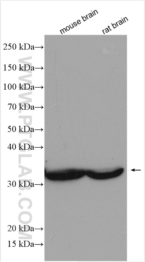 Western Blot (WB) analysis of various lysates using GLOD4 Polyclonal antibody (16788-1-AP)