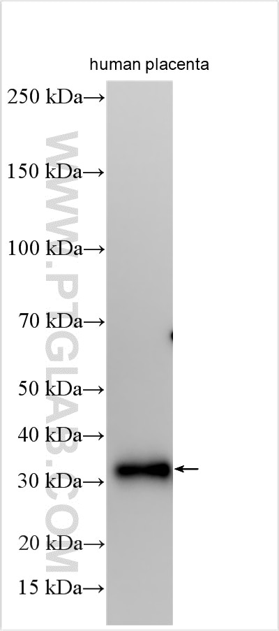 Western Blot (WB) analysis of various lysates using GLOD4 Polyclonal antibody (16788-1-AP)