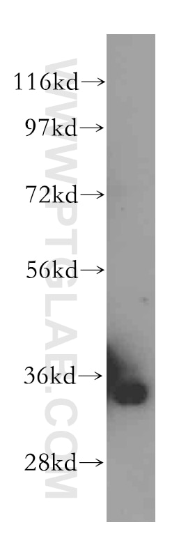 Western Blot (WB) analysis of mouse kidney tissue using GLOD4 Polyclonal antibody (16788-1-AP)