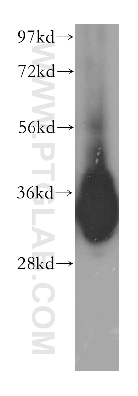 Western Blot (WB) analysis of human placenta tissue using GLOD4 Polyclonal antibody (16788-1-AP)