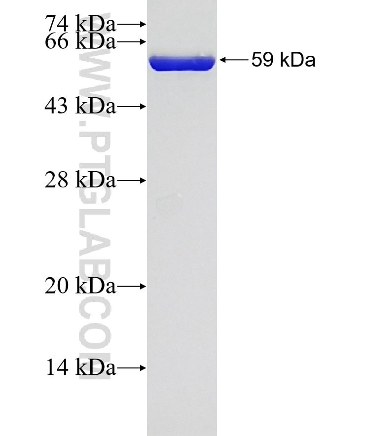 GLOD4 fusion protein Ag10222 SDS-PAGE