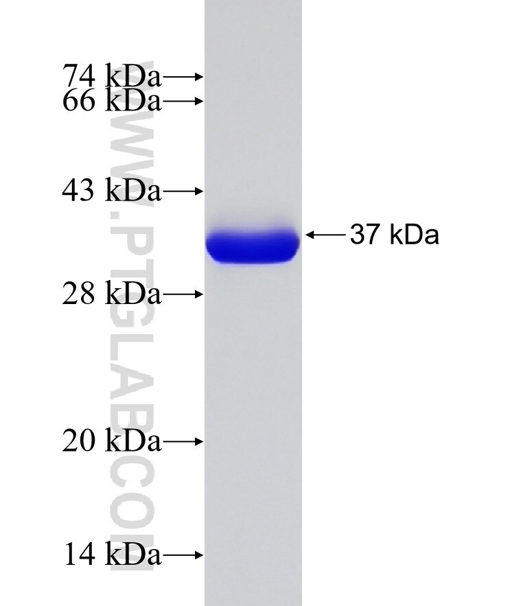 GLOD4 fusion protein Ag10236 SDS-PAGE