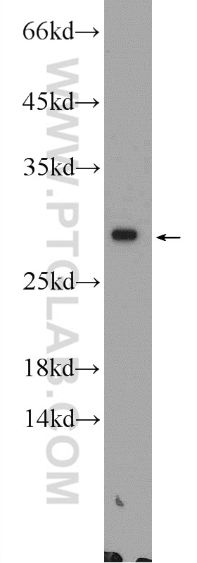 Western Blot (WB) analysis of mouse ovary tissue using ZGLP1 Polyclonal antibody (55292-1-AP)