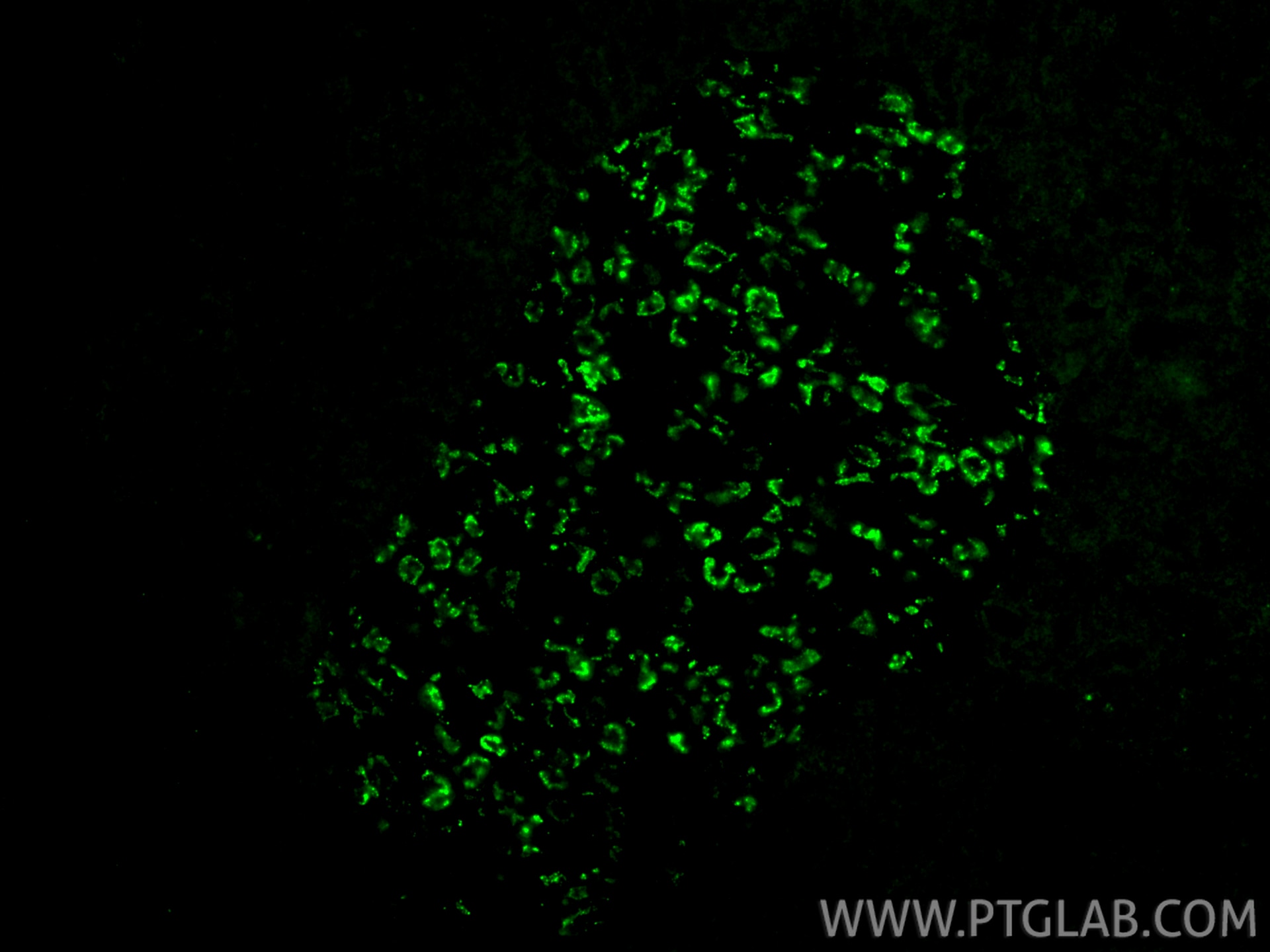 Immunofluorescent analysis of (4% PFA) fixed paraffin-embedded mouse pancreas tissue using GLP1R antibody (26196-1-AP) at dilution of 1:200 and CoraLite®488-Conjugated Goat Anti-Rabbit IgG(H+L) (SA00013-2). Heat mediated antigen retrieval with Tris-EDTA buffer (pH 9.0). Immunofluorescence (IF) / fluorescent staining of mouse pancreas tissue using GLP1R Polyclonal antibody (26196-1-AP)
