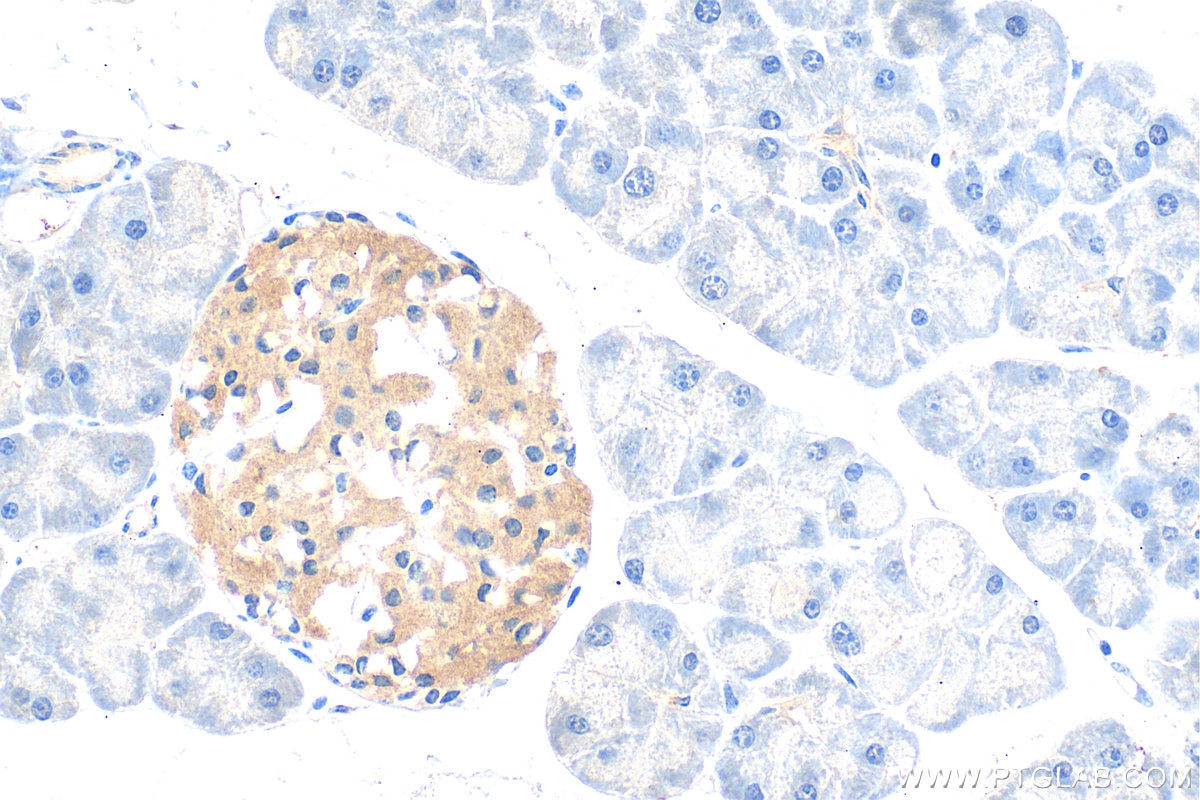 Immunohistochemistry (IHC) staining of mouse pancreas tissue using GLP1R Polyclonal antibody (26196-1-AP)