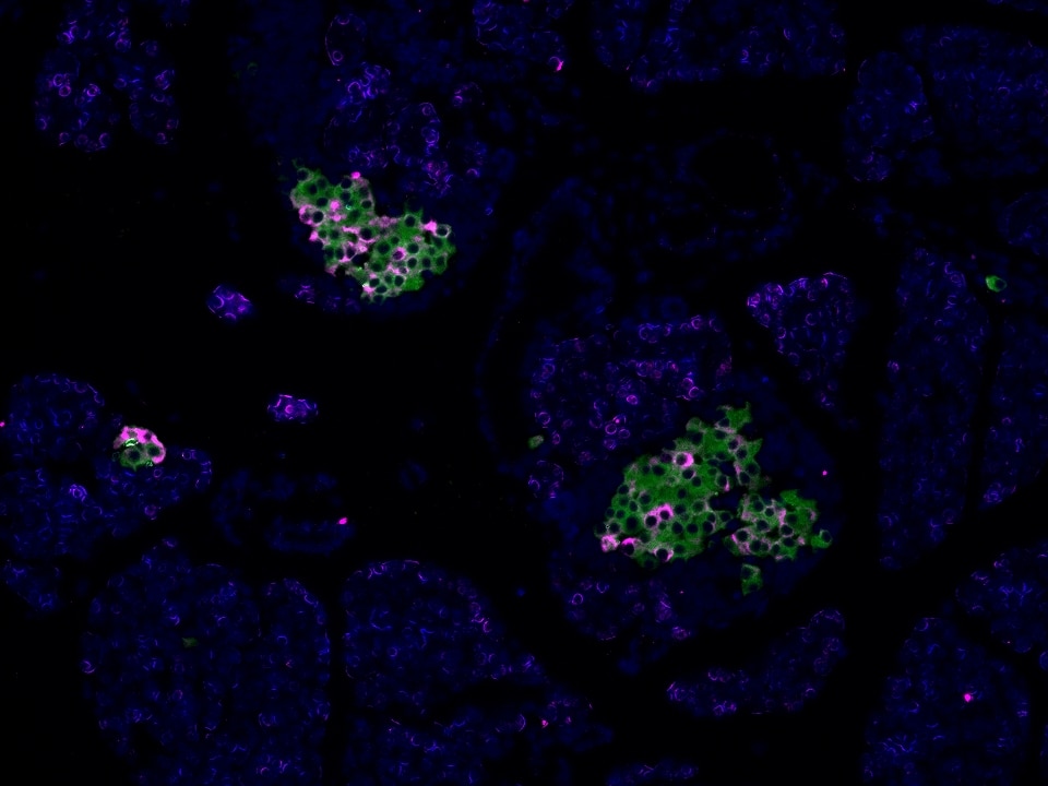 Immunofluorescence (IF) / fluorescent staining of rat pancreas tissue using GLP1R Monoclonal antibody (60931-1-Ig)
