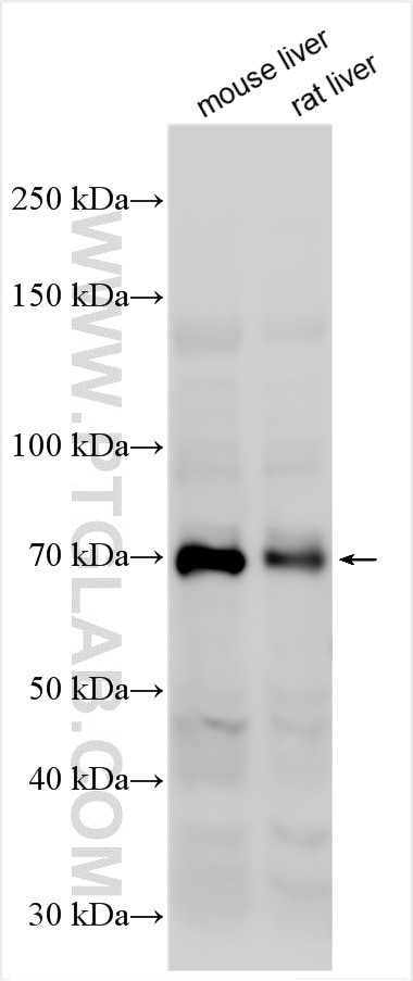 Western Blot (WB) analysis of various lysates using GLP2R Polyclonal antibody (22187-1-AP)