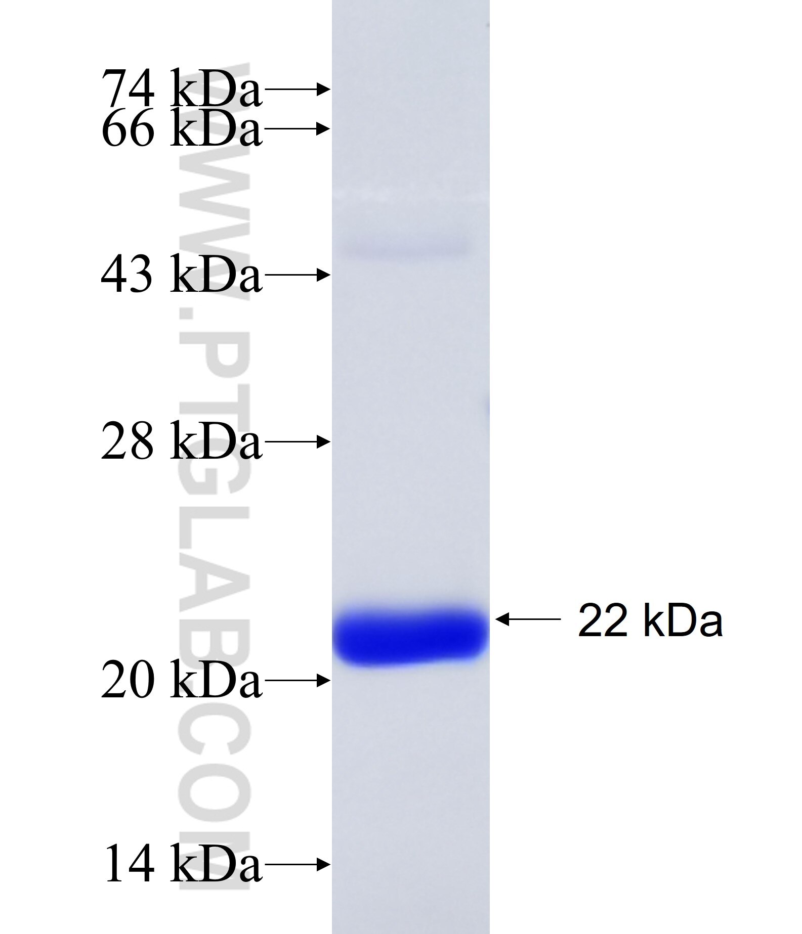 GLP2R fusion protein Ag16745 SDS-PAGE