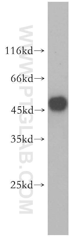 Western Blot (WB) analysis of mouse brain tissue using GLRA1 Polyclonal antibody (17951-1-AP)