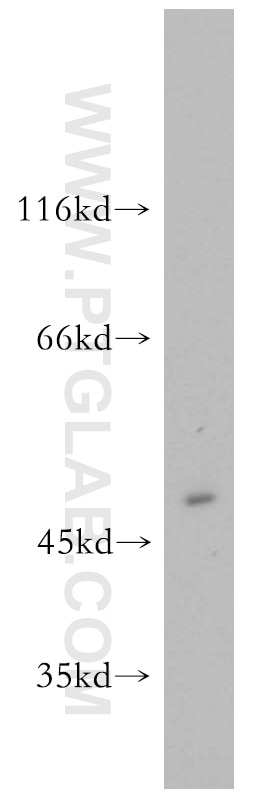 Western Blot (WB) analysis of SH-SY5Y cells using GLRA1 Polyclonal antibody (17951-1-AP)