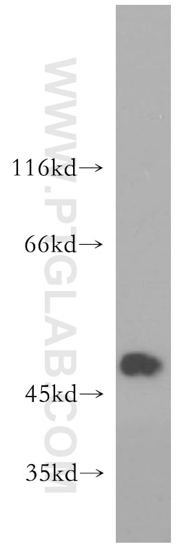 Western Blot (WB) analysis of mouse cerebellum tissue using GLRA1 Polyclonal antibody (17951-1-AP)