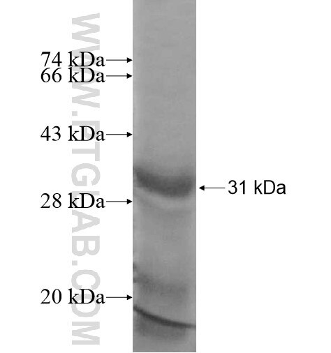 GLRA1 fusion protein Ag12442 SDS-PAGE