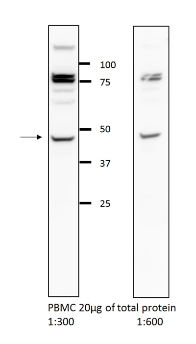 Western Blot (WB) analysis of PBMC cells using GLRA2 Polyclonal antibody (13831-1-AP)