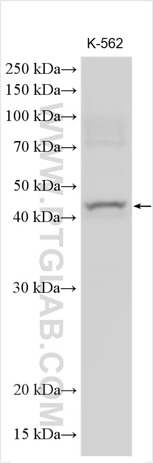Western Blot (WB) analysis of various lysates using GLRA2 Polyclonal antibody (13831-1-AP)