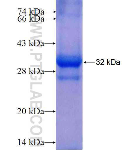 GLRA2 fusion protein Ag4895 SDS-PAGE