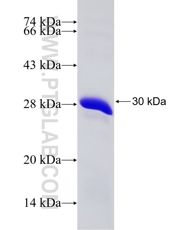 GLRA3 fusion protein Ag24830 SDS-PAGE
