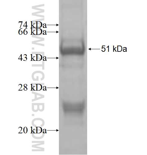 GLRA3 fusion protein Ag3702 SDS-PAGE