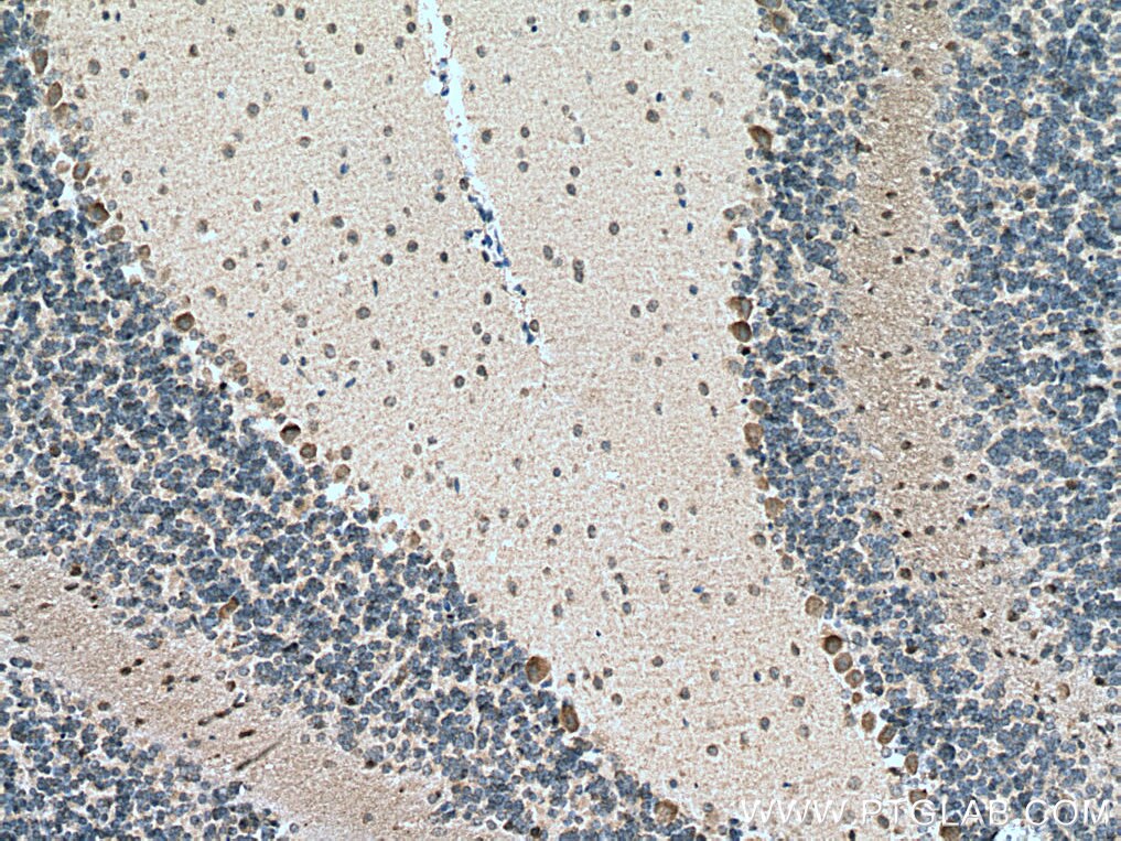 Immunohistochemistry (IHC) staining of mouse cerebellum tissue using GLRB Polyclonal antibody (15371-1-AP)